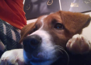 Tierschutzverein Bellas Pfotenhilfe Hunderettung Bosnien Hund adoptieren Mony