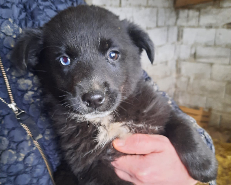 Tierschutzverein Bellas Pfotenhilfe Hunderettung Bosnien Hund adoptieren Welpe Namenslos 1