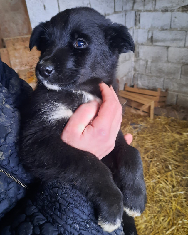 Tierschutzverein Bellas Pfotenhilfe Hunderettung Bosnien Hund adoptieren Welpe Namenslos 1