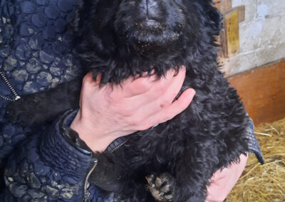 Tierschutzverein Bellas Pfotenhilfe Hunderettung Bosnien Hund adoptieren Welpe Namenslos 4