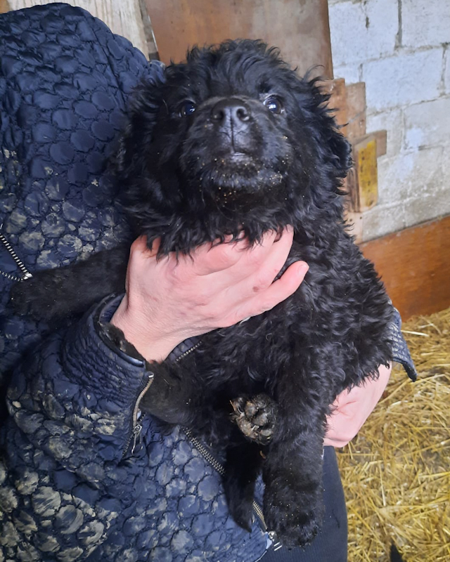 tierschutzverein-bellas-pfotenhilfe-hunderettung-bosnien-hund-adoptieren-namenslos-welpe-4-1-2 Tierschutzverein Bellas Pfotenhilfe Hunderettung Bosnien Hund adoptieren Welpe Namenslos 4