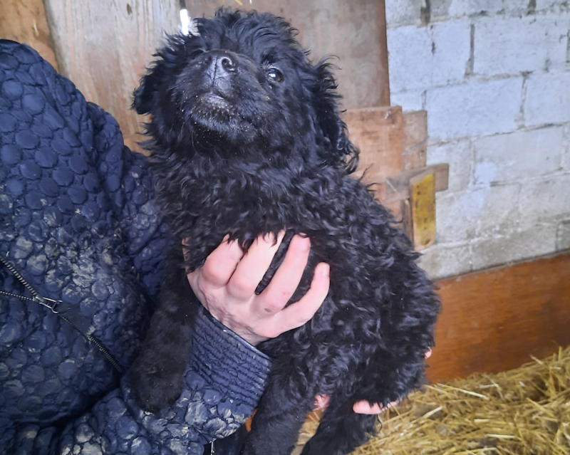 tierschutzverein-bellas-pfotenhilfe-hunderettung-bosnien-hund-adoptieren-namenslos-welpe-4-1-3 Tierschutzverein Bellas Pfotenhilfe Hunderettung Bosnien Hund adoptieren Welpe Namenslos 4