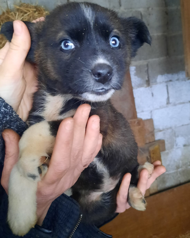 Tierschutzverein Bellas Pfotenhilfe Hunderettung Bosnien Hund adoptieren Welpe Namenslos 5