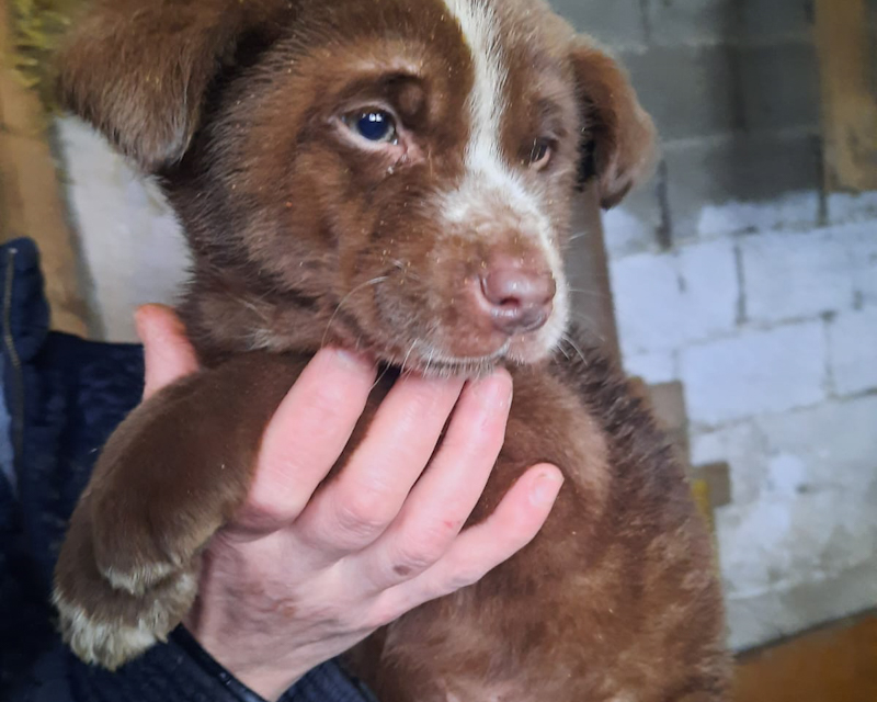 Tierschutzverein Bellas Pfotenhilfe Hunderettung Bosnien Hund adoptieren Welpe Namenslos 6