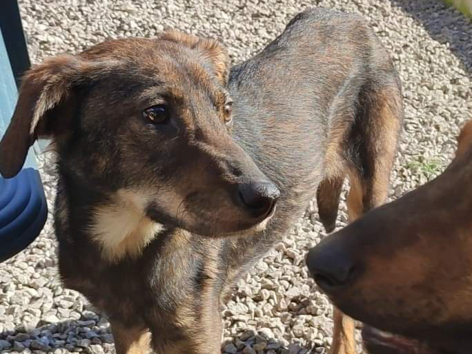 Tierschutzverein Bellas Pfotenhilfe Hunderettung Bosnien Hund adoptieren Peppino