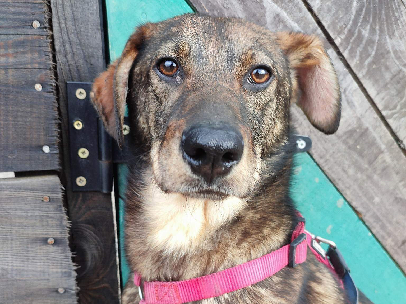 Tierschutzverein Bellas Pfotenhilfe Hunderettung Bosnien Hund adoptieren Peppino