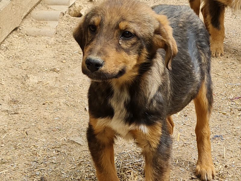 Tierschutzverein Bellas Pfotenhilfe Hunderettung Bosnien Hund adoptieren Popeye