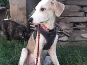 Tierschutzverein Bellas Pfotenhilfe Hunderettung Bosnien Hund adoptieren Rosi