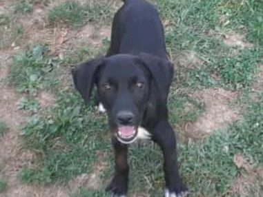 Tierschutzverein Bellas Pfotenhilfe Hunderettung Bosnien Hund adoptieren Rudi