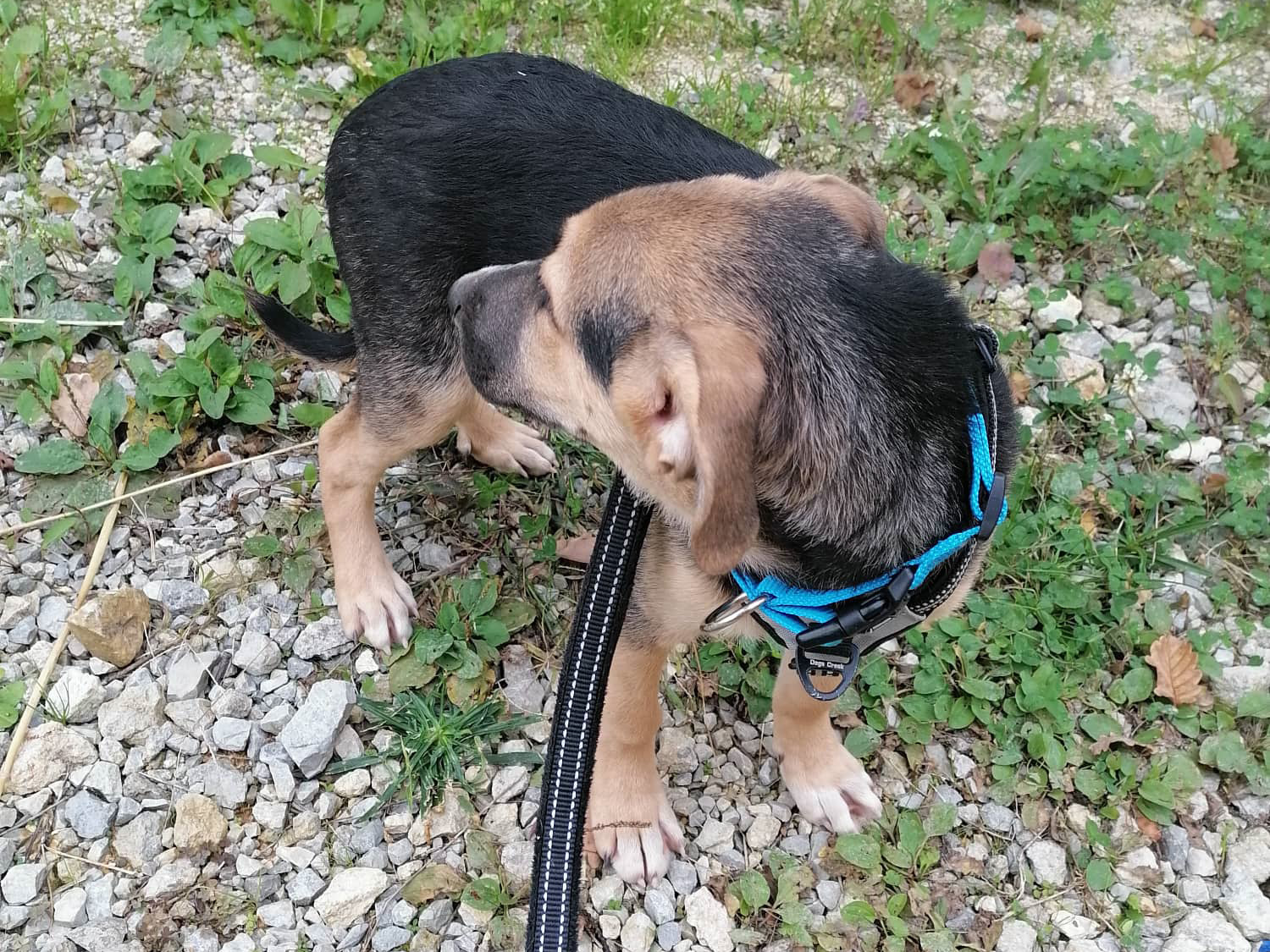 Tierschutzverein Bellas Pfotenhilfe Hunderettung Bosnien Hund adoptieren Sammy