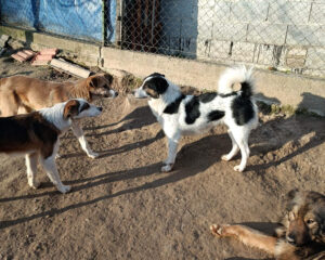 Tierschutzverein Bellas Pfotenhilfe Hunderettung Bosnien Hund adoptieren Scoopy