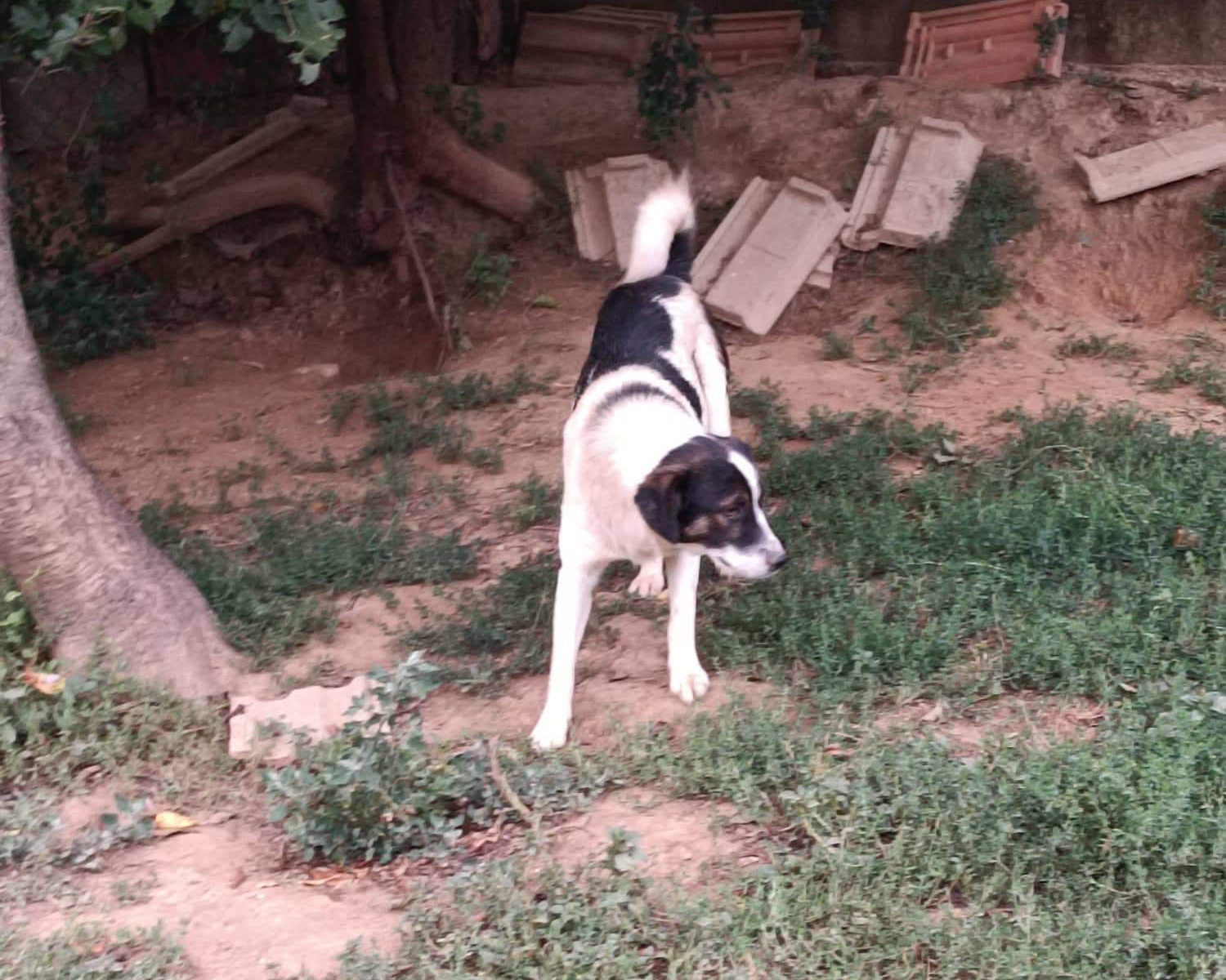 Tierschutzverein Bellas Pfotenhilfe Hunderettung Bosnien Hund adoptieren Scoopy