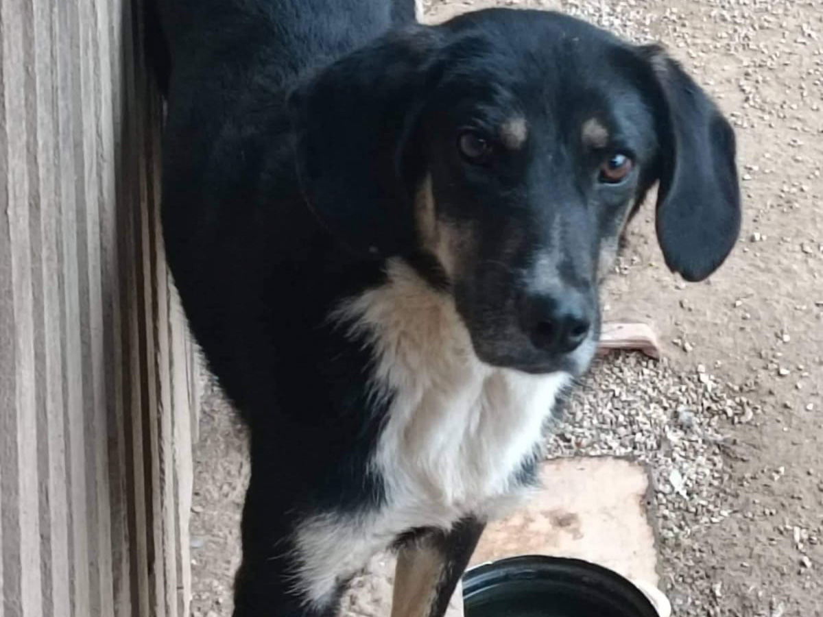 Tierschutzverein Bellas Pfotenhilfe Hunderettung Bosnien Hund adoptieren Sivkon