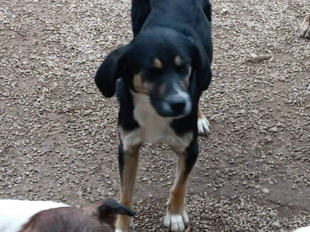 Tierschutzverein Bellas Pfotenhilfe Hunderettung Bosnien Hund adoptieren Sivkon