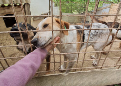 Tierschutzverein Bellas Pfotenhilfe Hunderettung Bosnien Hund adoptieren Solle