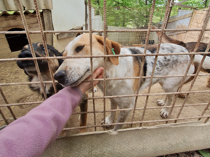 Tierschutzverein Bellas Pfotenhilfe Hunderettung Bosnien Hund adoptieren Solle