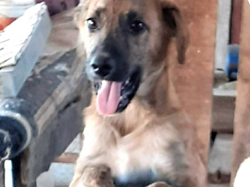 Tierschutzverein Bellas Pfotenhilfe Hunderettung Bosnien Hund adoptieren Sparky