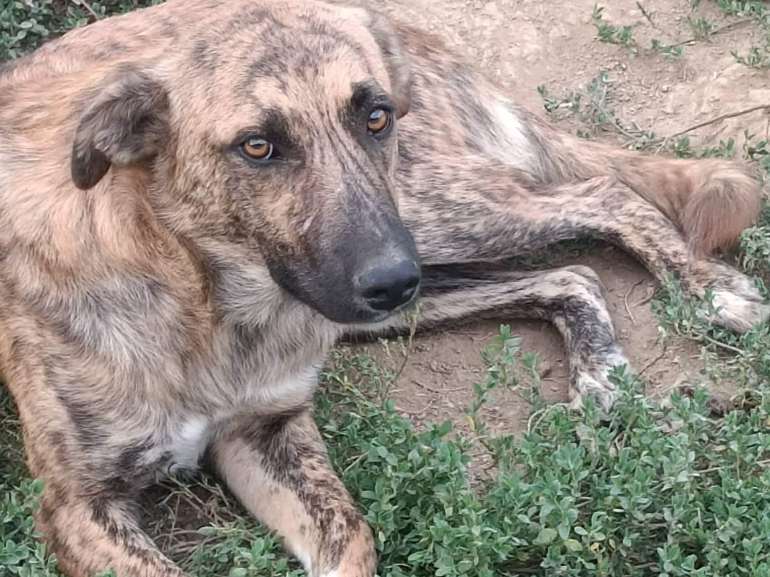 Tierschutzverein Bellas Pfotenhilfe Hunderettung Bosnien Hund adoptieren Sparky