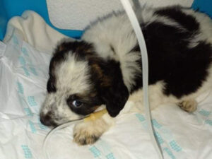 Tierschutzverein Bellas Pfotenhilfe Hunderettung Bosnien Hund adoptieren Struppi