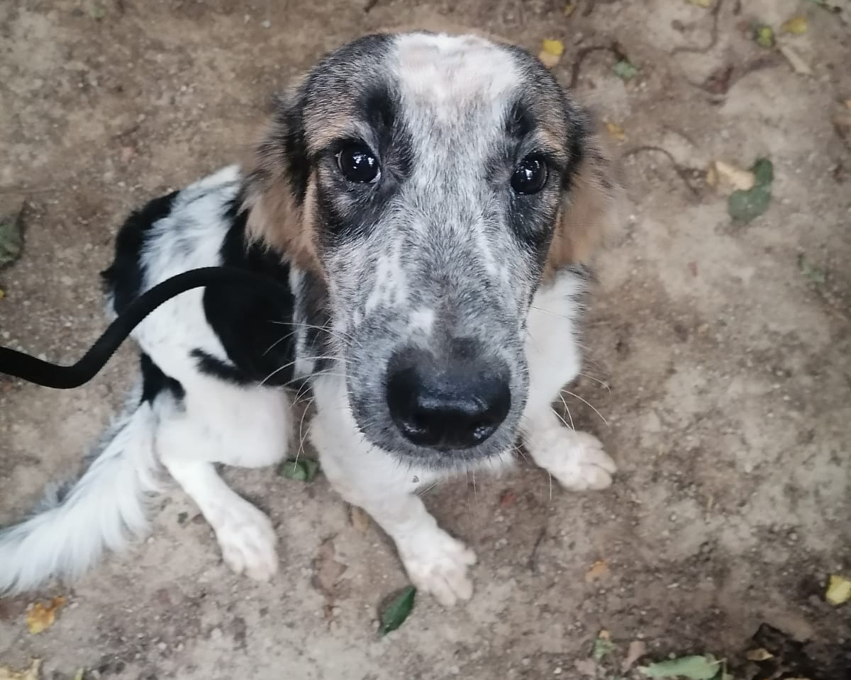 Tierschutzverein Bellas Pfotenhilfe Hunderettung Bosnien Hund adoptieren Struppi