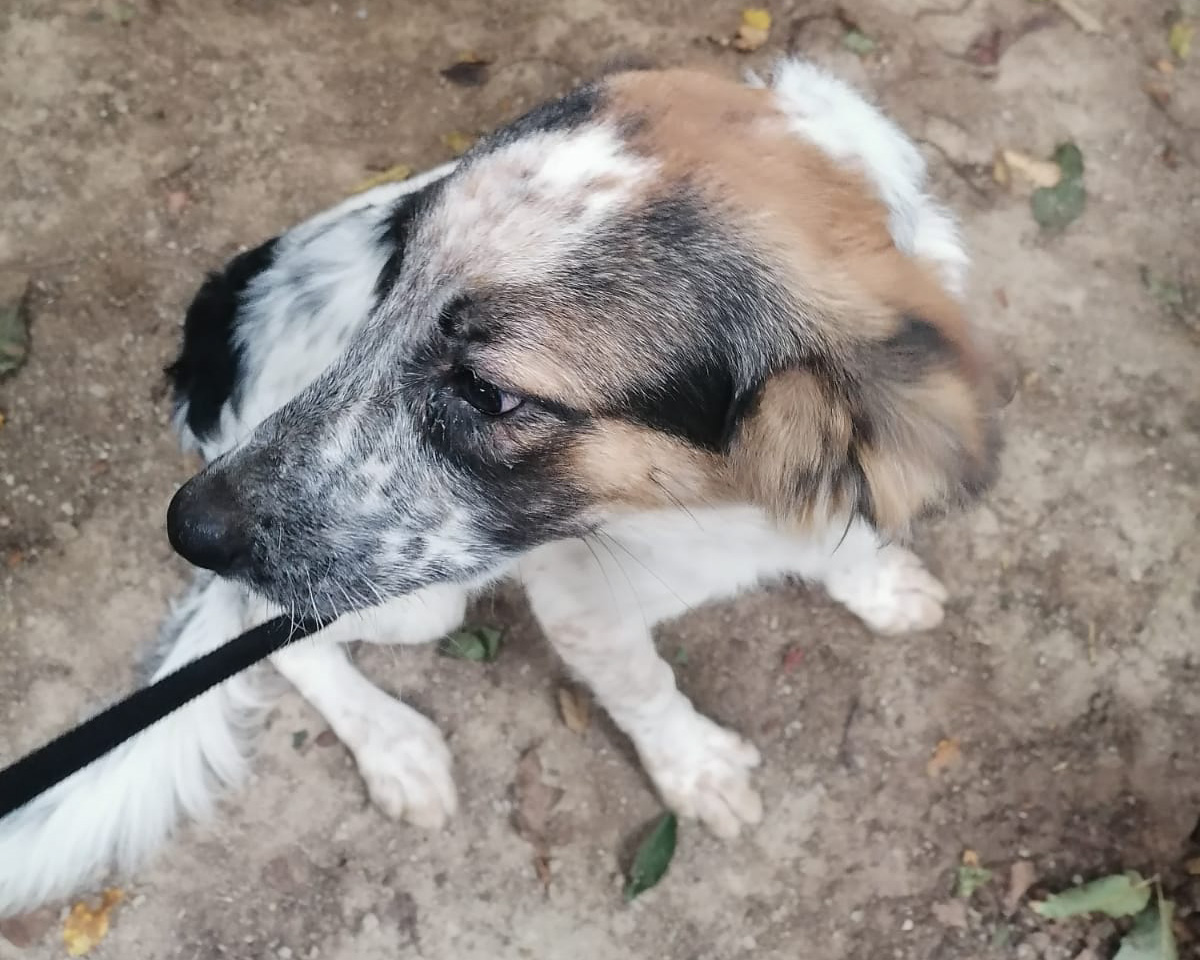 Tierschutzverein Bellas Pfotenhilfe Hunderettung Bosnien Hund adoptieren Struppi