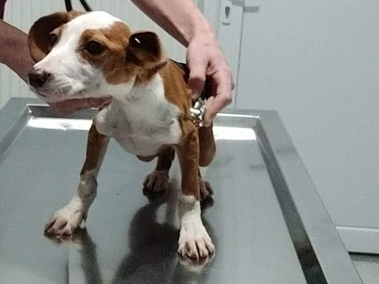 Tierschutzverein Bellas Pfotenhilfe Hunderettung Bosnien Hund adoptieren Summer