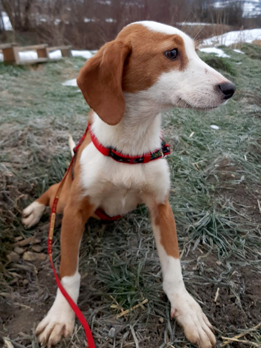 Tierschutzverein Bellas Pfotenhilfe Hunderettung Bosnien Hund adoptieren Summer