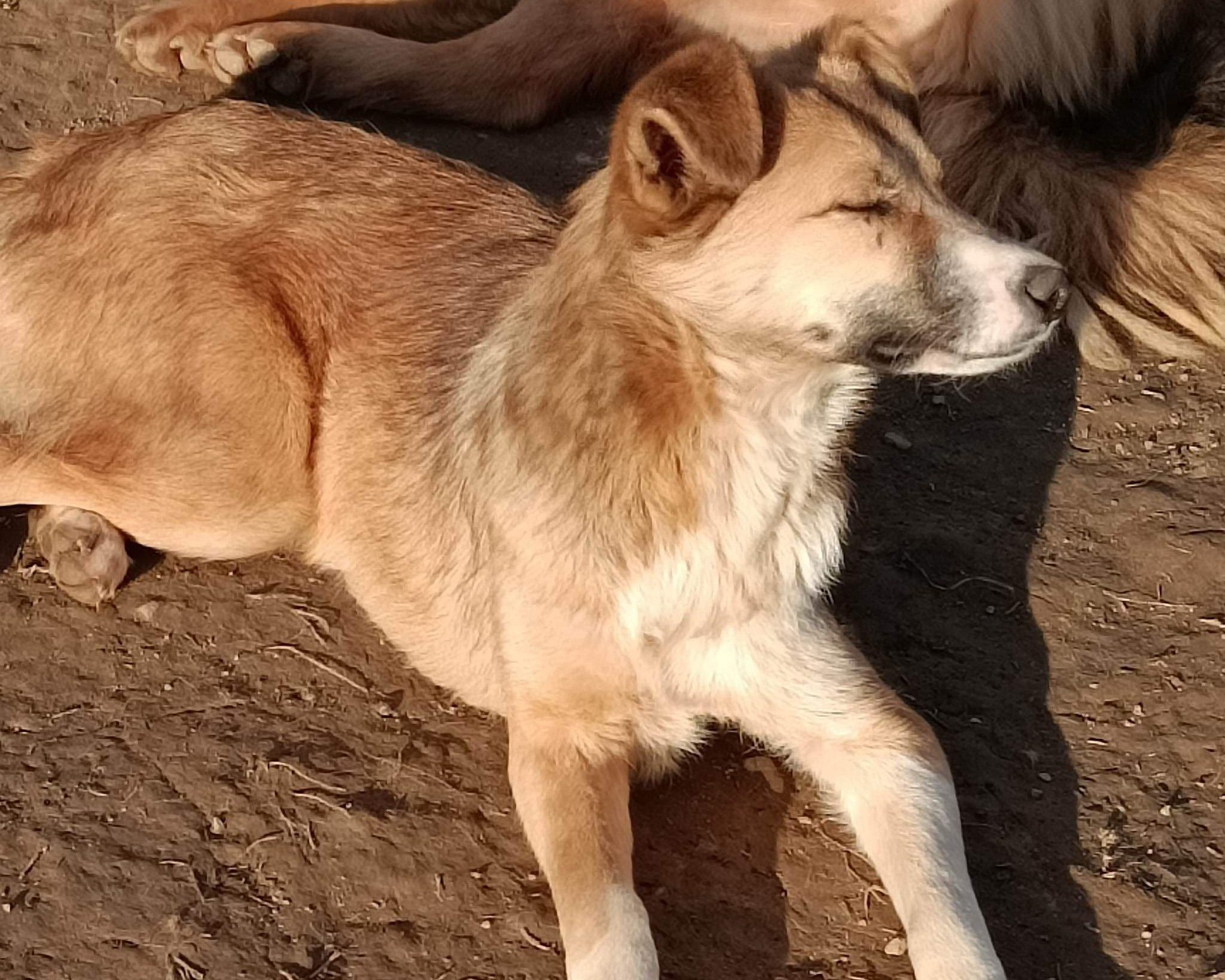 Tierschutzverein Bellas Pfotenhilfe Hunderettung Bosnien Hund adoptieren Sunny