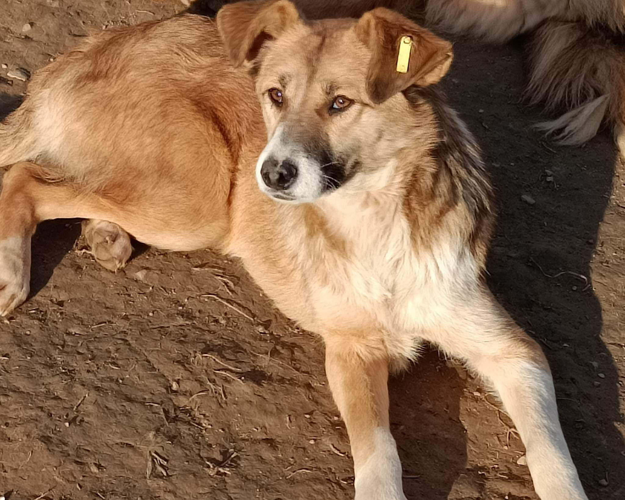 Tierschutzverein Bellas Pfotenhilfe Hunderettung Bosnien Hund adoptieren Sunny