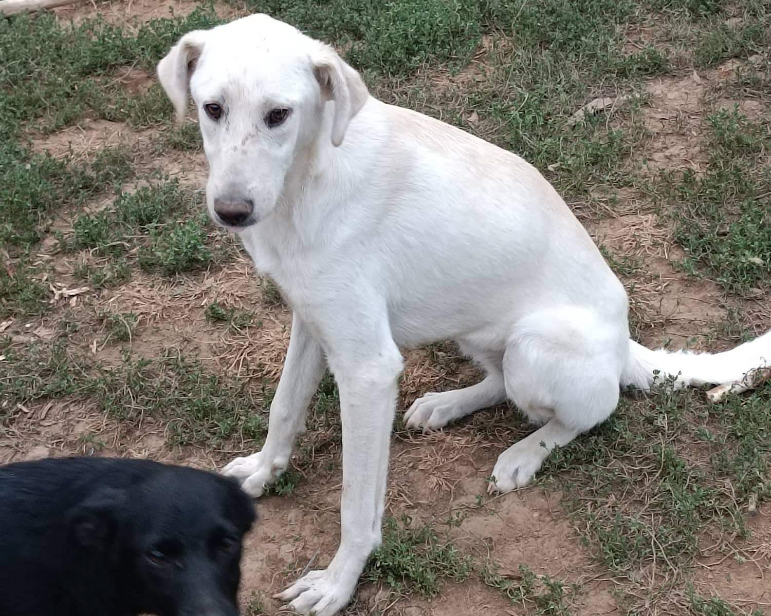 Tierschutzverein Bellas Pfotenhilfe Hunderettung Bosnien Hund adoptieren Una