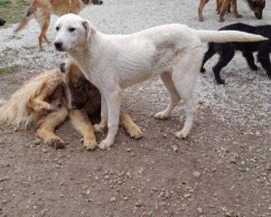 Tierschutzverein Bellas Pfotenhilfe Hunderettung Bosnien Hund adoptieren Una