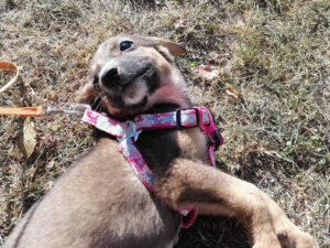 Tierschutzverein Bellas Pfotenhilfe Hunderettung Bosnien Hund adoptieren Wilma