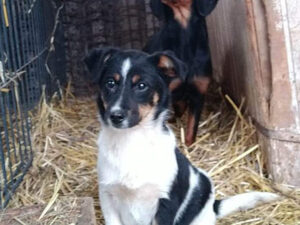 Tierschutzverein Bellas Pfotenhilfe Hunderettung Bosnien Hund adoptieren Yuki