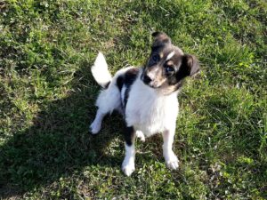Tierschutzverein Bellas Pfotenhilfe Hunderettung Bosnien Hund adoptieren Yuki