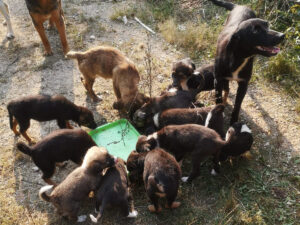 Tierschutzverein Bellas Pfotenhilfe Hunderettung in Bosnien Futterspenden Patenschaft
