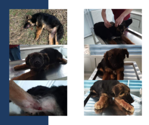 Tierschutzverein Bellas Pfotenhilfe Hunderettung Bosnien Hund adoptieren angefahrener Hund
