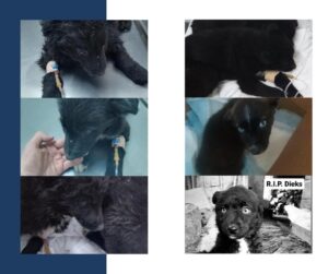 Tierschutzverein Bellas Pfotenhilfe Hunderettung Bosnien Hund adoptieren Pulin Babys