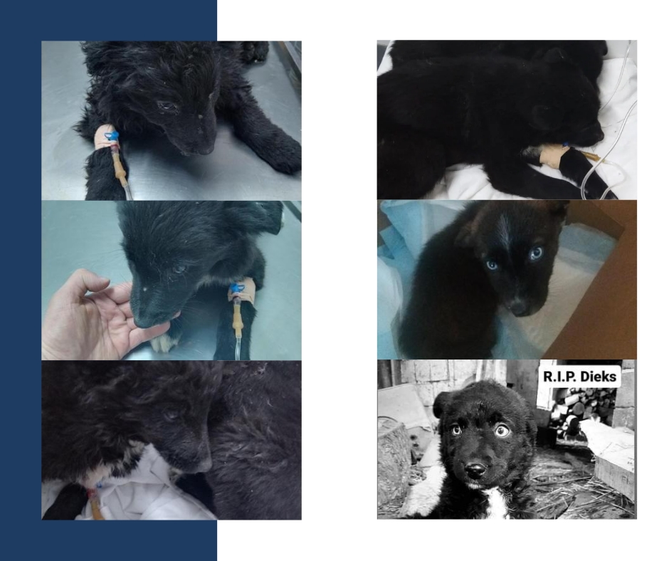 Tierschutzverein Bellas Pfotenhilfe Hunderettung Bosnien Hund adoptieren Pulin Babys