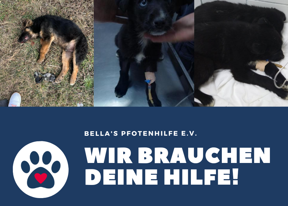 Tierschutzverein Bellas Pfotenhilfe Hunderettung Bosnien Hund adoptieren angefahrener Hund und Pulin Babys