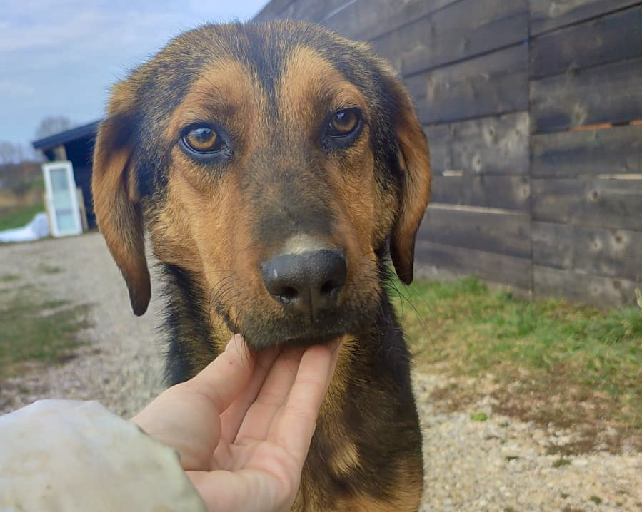 Tierschutzverein Bellas Pfotenhilfe Hunderettung Bosnien Hund adoptieren Buddy
