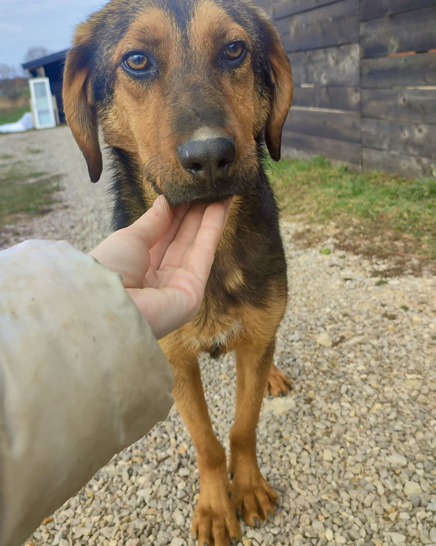 Tierschutzverein Bellas Pfotenhilfe Hunderettung Bosnien Hund adoptieren Buddy