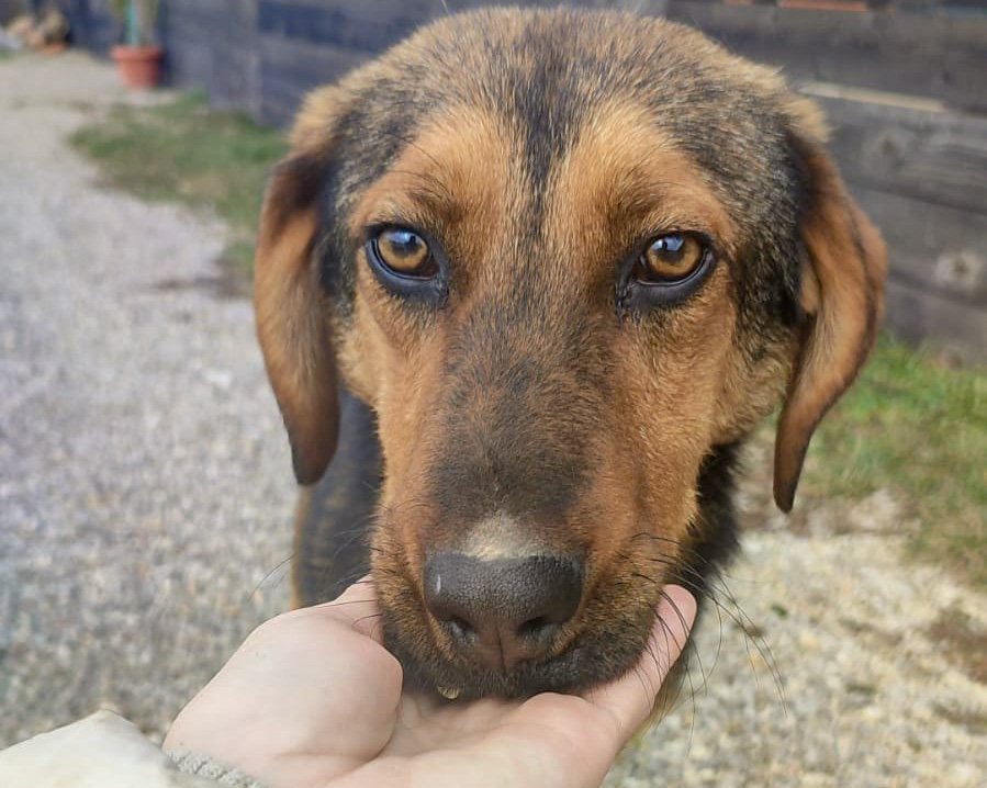 tierschutzverein-bellas-pfotenhilfe-hunderettung-bosnien-hund-adoptieren-buddy-1-3 Tierschutzverein Bellas Pfotenhilfe Hunderettung Bosnien Hund adoptieren Buddy