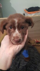Tierschutzverein Bellas Pfotenhilfe Hunderettung Bosnien Hund adoptieren Diegos Geschichte Hunderettung