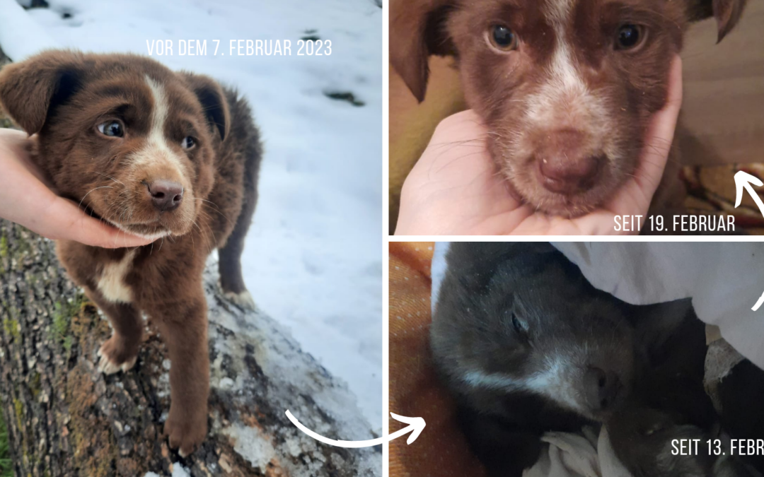 Tierschutzverein Bellas Pfotenhilfe Hunderettung Bosnien Hund adoptieren Diegos Geschichte Hunderettung