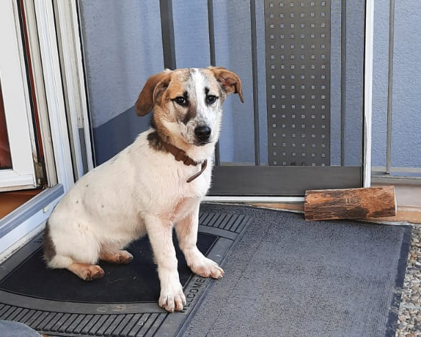 Tierschutzverein Bellas Pfotenhilfe Hunderettung Bosnien Hund adoptieren Ivy