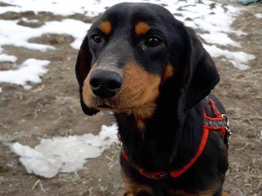 Tierschutzverein Bellas Pfotenhilfe Hunderettung Bosnien Hund adoptieren Lady Sif