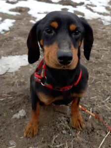 Tierschutzverein Bellas Pfotenhilfe Hunderettung Bosnien Hund adoptieren Lady Sif
