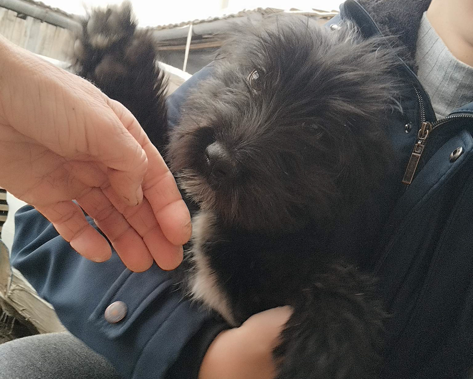 Tierschutzverein Bellas Pfotenhilfe Hunderettung Bosnien Hund adoptieren Nera
