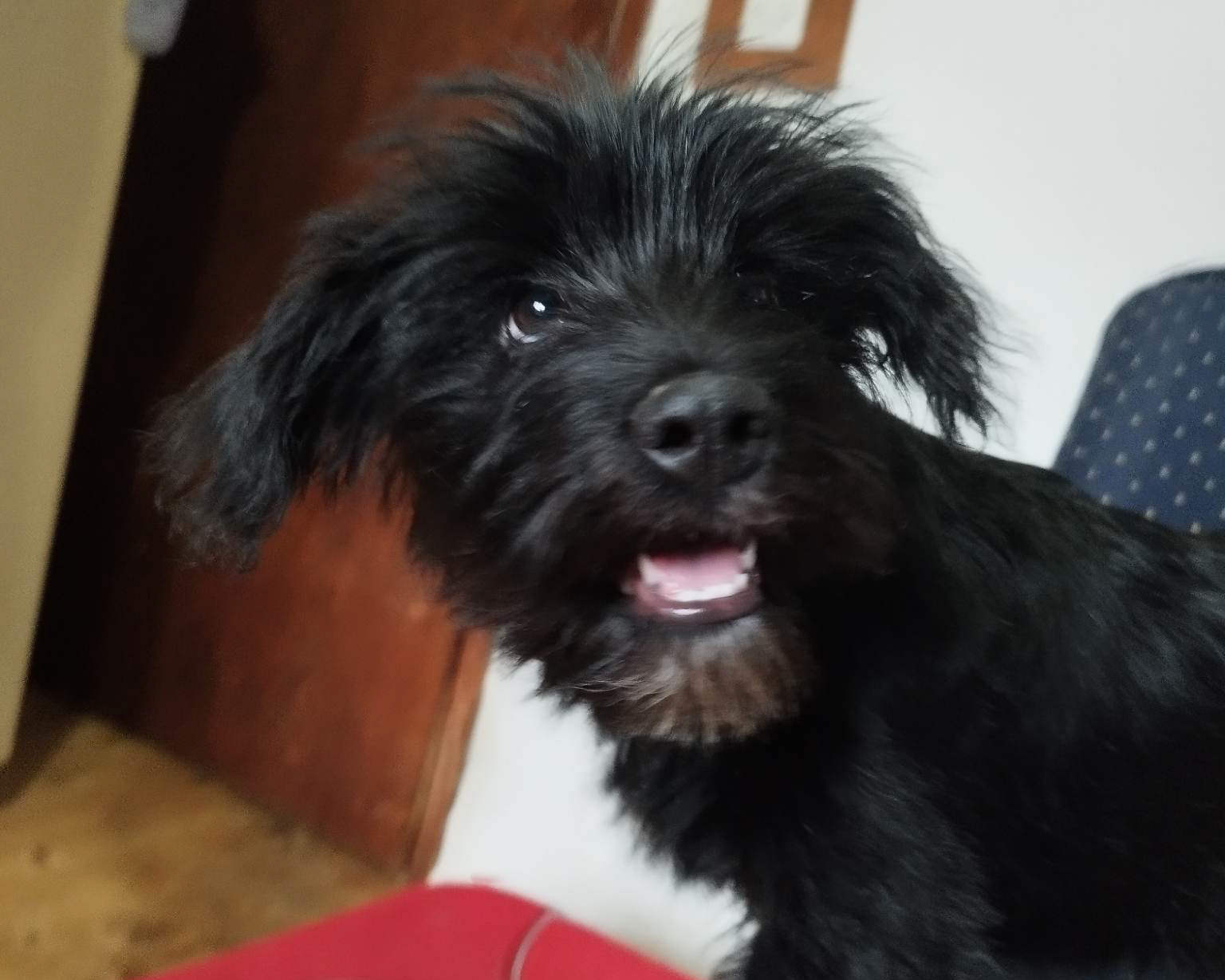 Tierschutzverein Bellas Pfotenhilfe Hunderettung Bosnien Hund adoptieren Nera