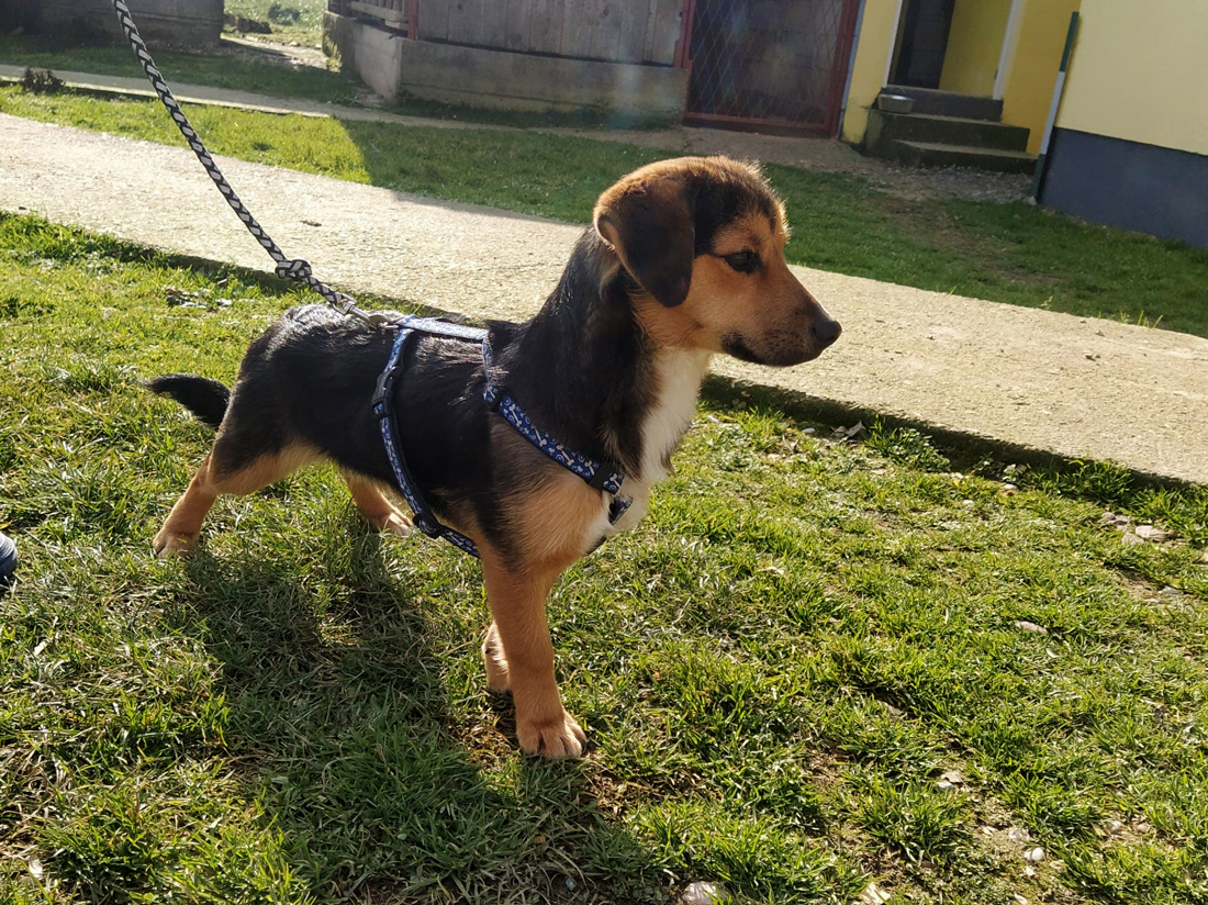 Tierschutzverein Bellas Pfotenhilfe Hunderettung Bosnien Hund adoptieren Teo